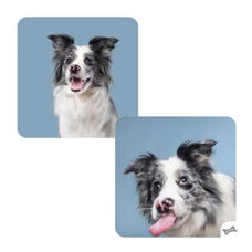 Memorie Funny Dogs!
