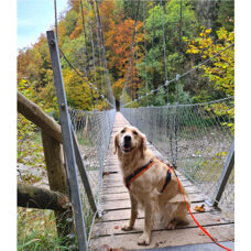 Die Schweiz mit Hund erleben 