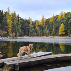 Die Schweiz mit Hund erleben 