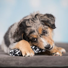 Jouet pour chien
"Bonnie Bone" noir