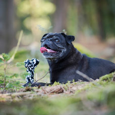 Jouet pour chien
"Bonnie Bone" noir