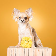 Jouet pour chien
"Leo Leo - Roarrr !"