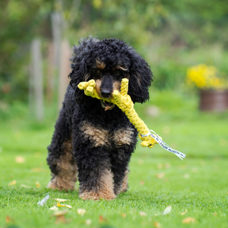Hundetoy
"Gretchen Giraffe"