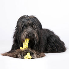 Hundetoy
"Gretchen Giraffe"