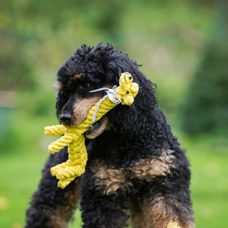 Hundetoy
"Gretchen Giraffe"