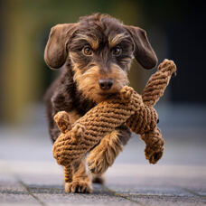 Dog toy
"Diego Dachshund"