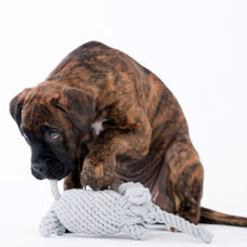 Jouet pour chien
"Elton Elephant" 