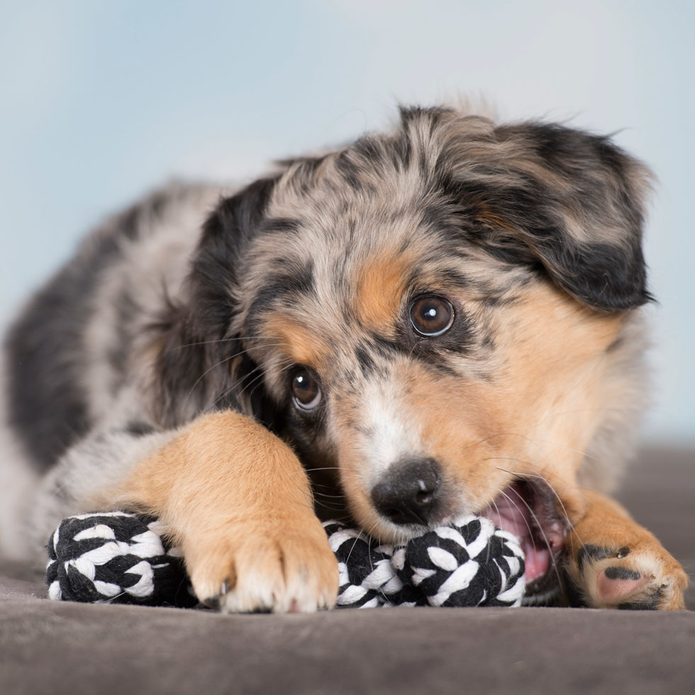 Jouet pour chien
"Bonnie Bone" noir 