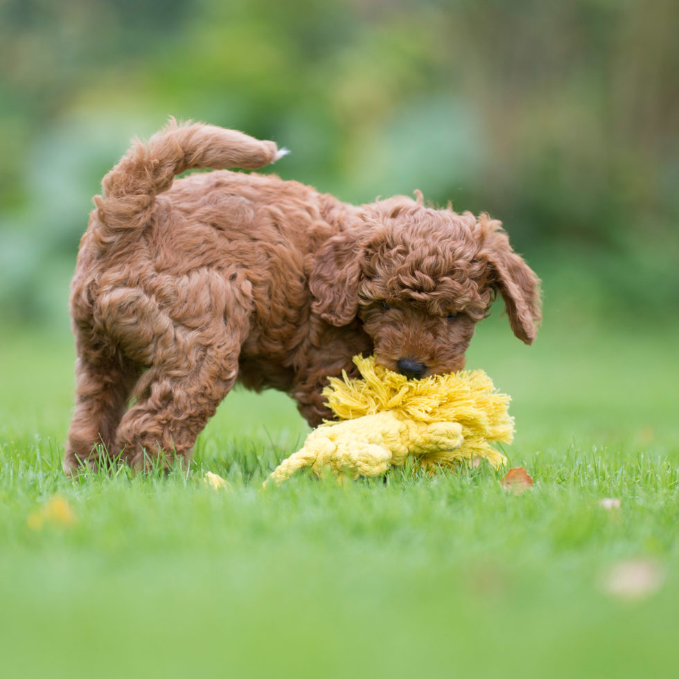 Jouet pour chien
"Leo Leo - Roarrr !" 