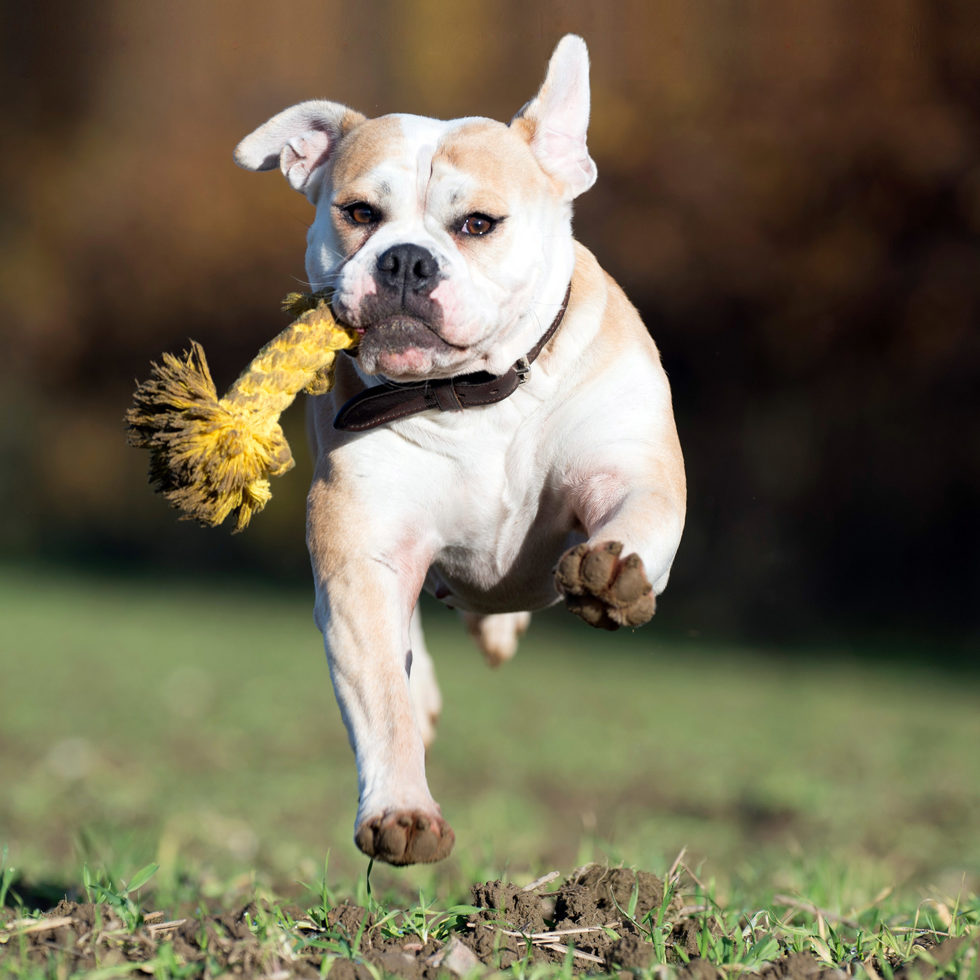 Jouet pour chien
"Leo Leo - Roarrr !" 