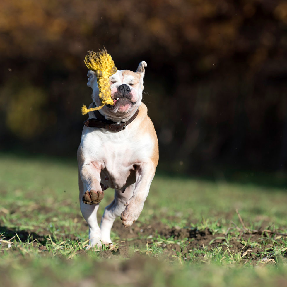 Jouet pour chien
"Leo Leo - Roarrr !" 