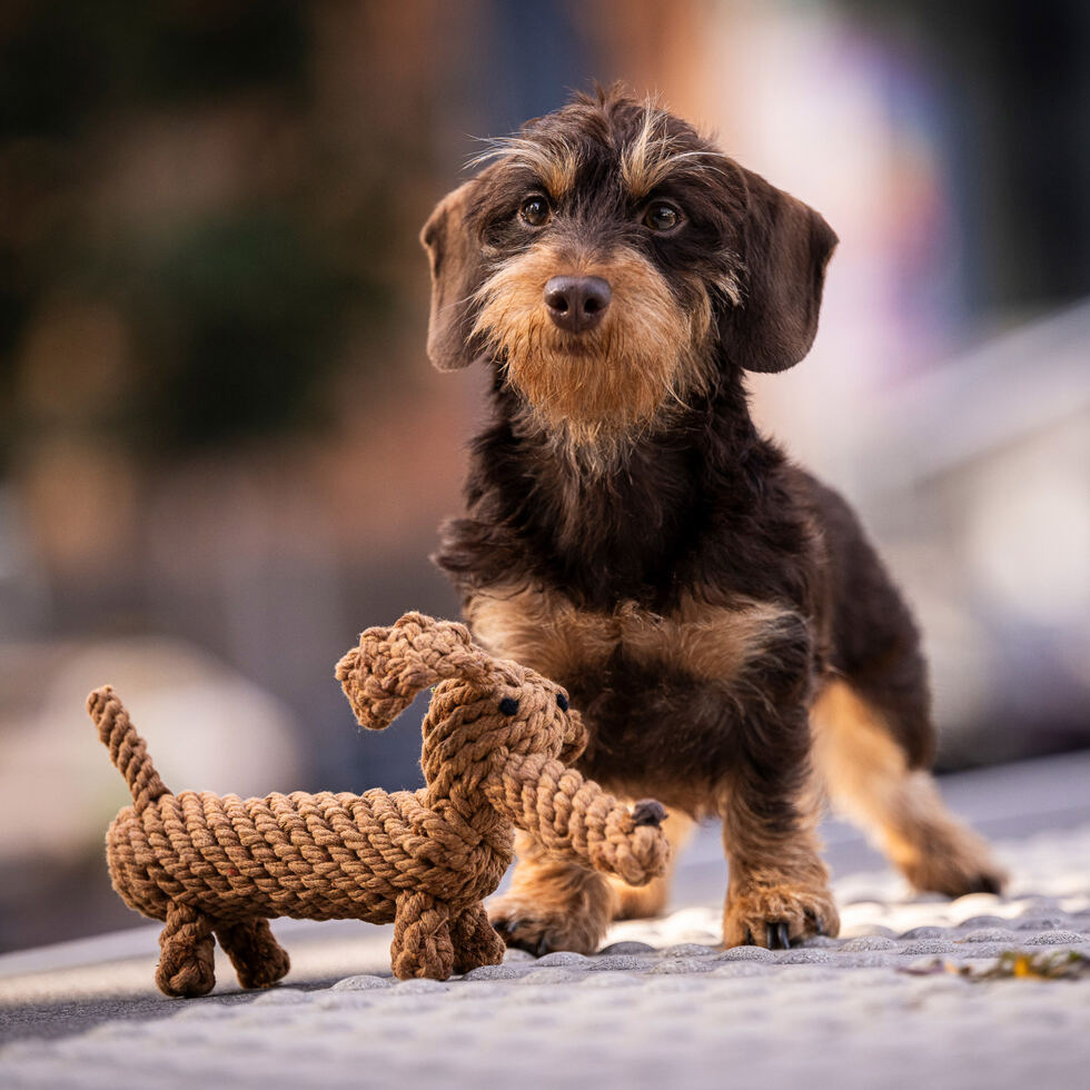 Dog toy
"Diego Dachshund" 