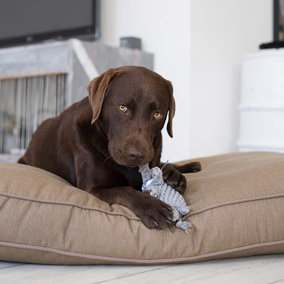 Jouet pour chien
"Elton Elephant" 